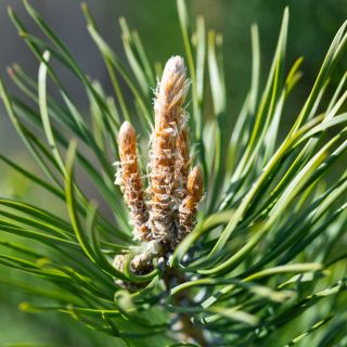 Estratto di corteccia di betulla + estratto di foglie di aloe